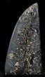 Polished Ammonites Marston Magna Marble - Tall #22094-1